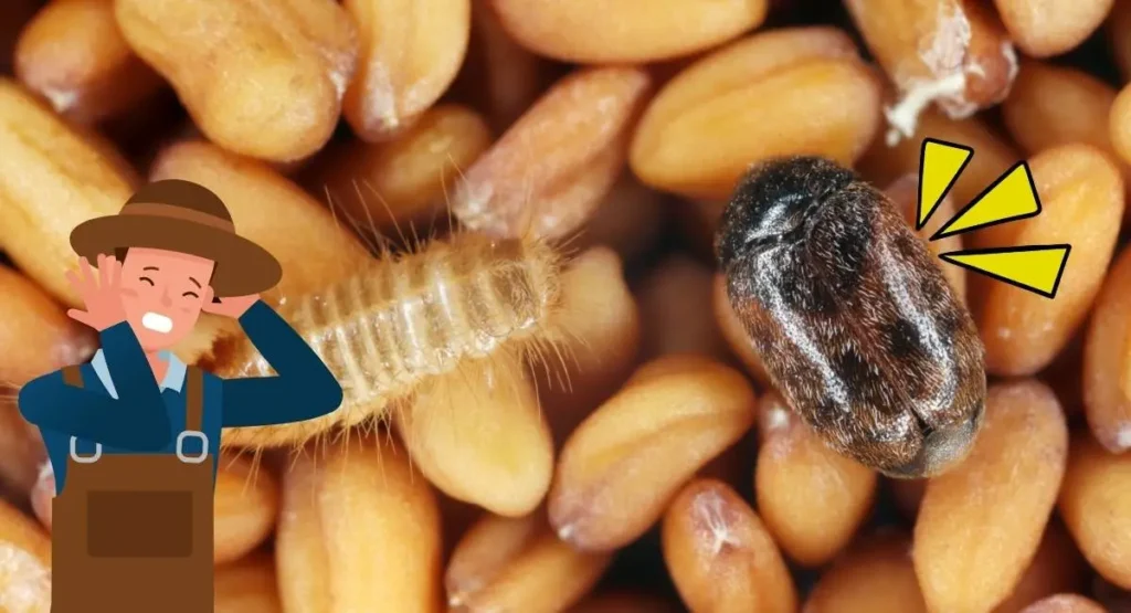 Read more about the article Skórek zbożowy – jak rozpoznać i skutecznie zwalczyć tego szkodnika?