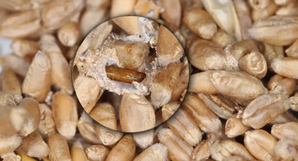 zwalczanie-mola-ziarniaka